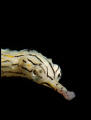   Mabul Pipefish. Close shot one many pipefish Borneo divers house reef. reef  